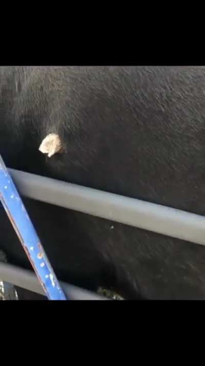 What is that stuck on your side?