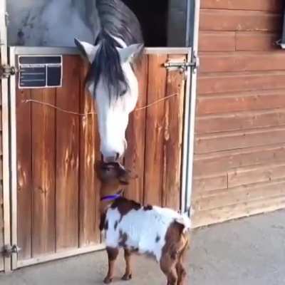 Goats being goats