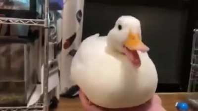 This video made my day ^^