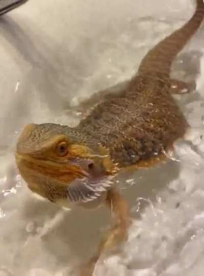Splish splash I’m lovin mah bath 🛁
