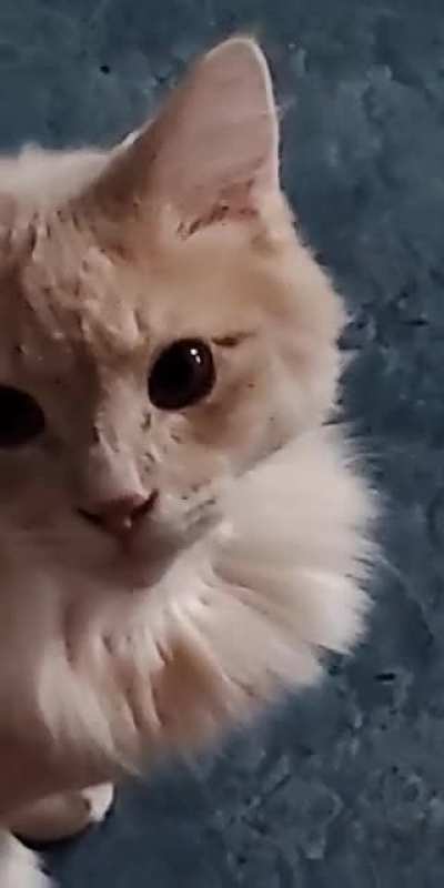 My favorite video of my pal Butters