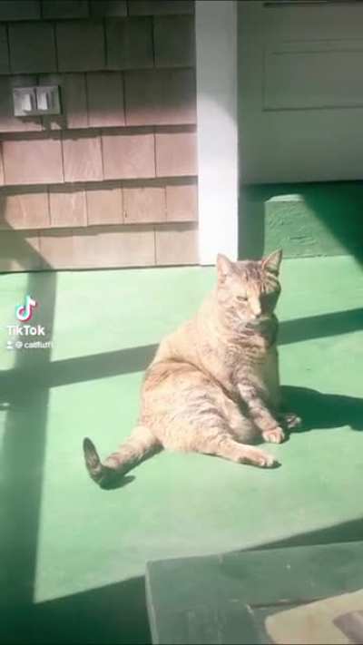 A brief Cat Video palate cleanser