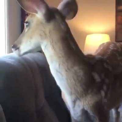 Deerito
