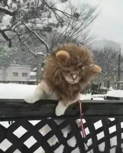Vicious lion in the snow