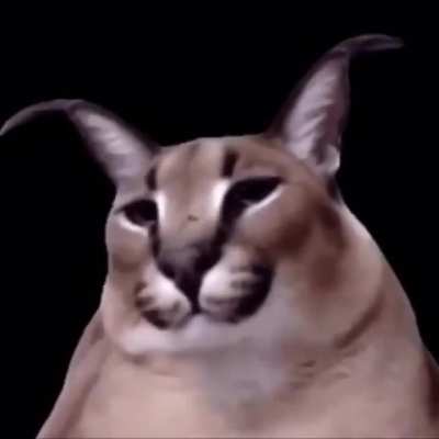 Floppin