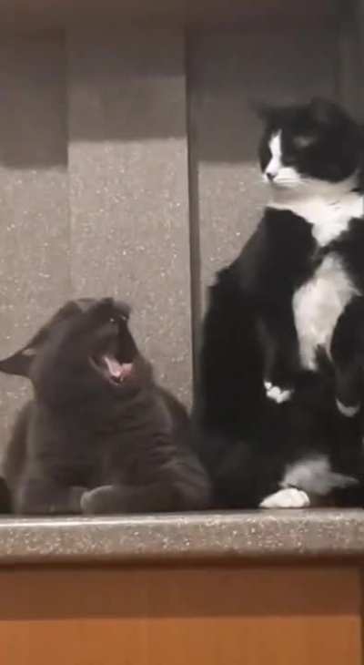 Bite disguised into a yawn