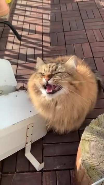 Cat noises.