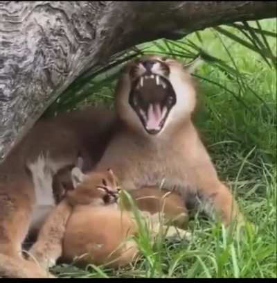 AAAAAAAAAAAA AAAAAAA