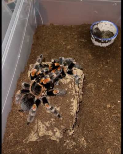 B. hamorii pairing