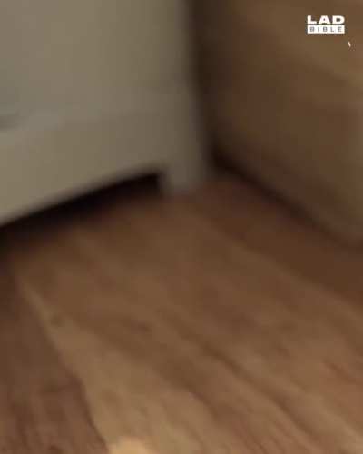 Hunting a spider