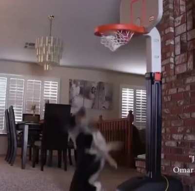 This dog can dunk