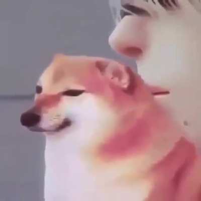 Doggo