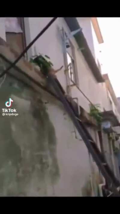 Pobre gatito JAJJAJAJA