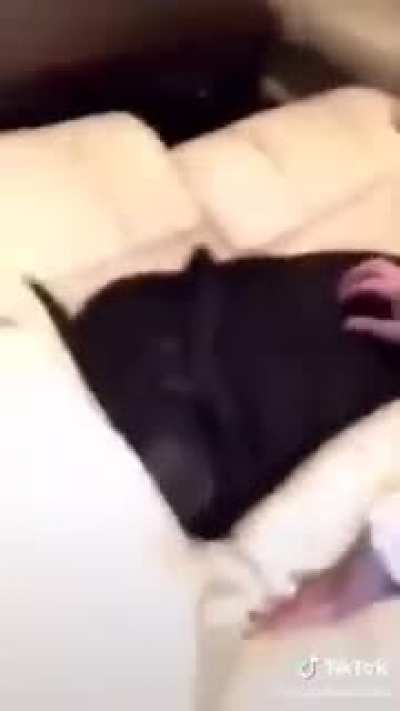 Pig in the gaff