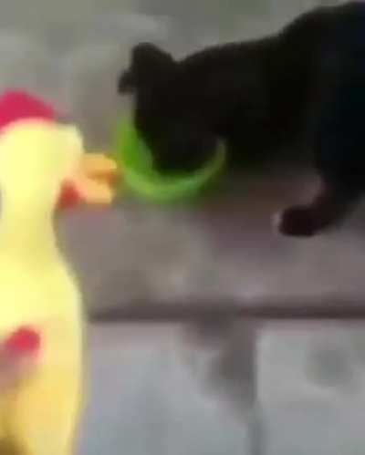 Que bonito perrito