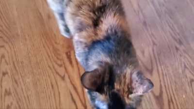 This is how Jazzy greets me every morning. Every. Morning. (Sound up!)
