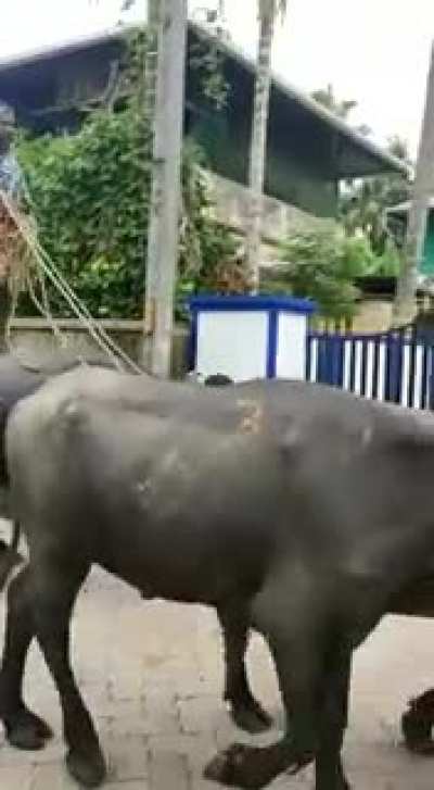 Meanwhile in india