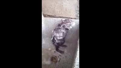 shower rat