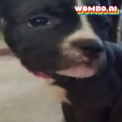 My doggo singing