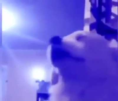 Vibing doggo.exe