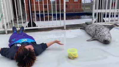 Funny seal
