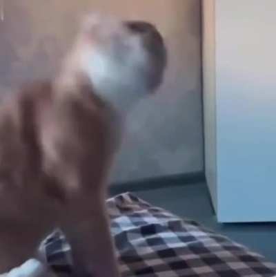 I eat you, kitty