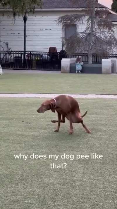 🍔