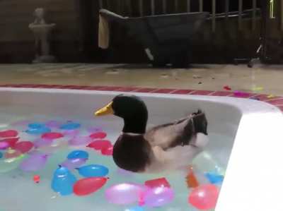 Water Balloons