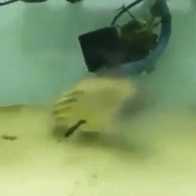 Fish who eats everything thrown at it