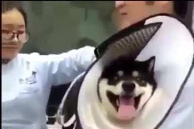 Shiba dies inside