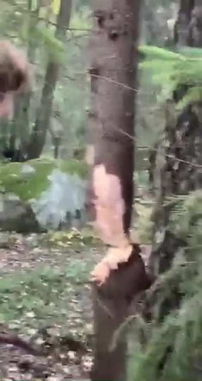 Chop... chop..... aaaa