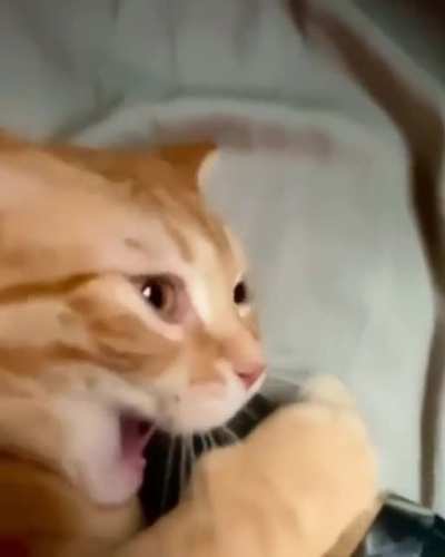 Singing champion