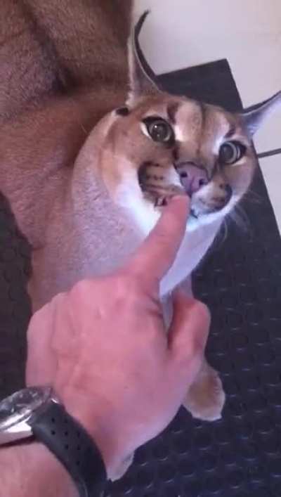 BECAUSE HE IS BIG FLOPPA