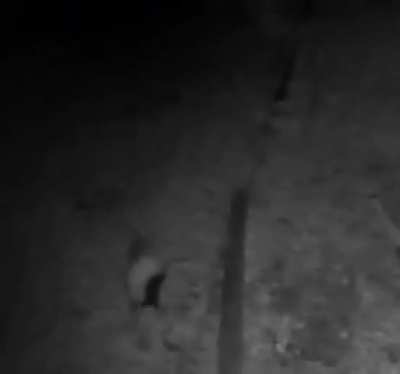 Startled Skunk