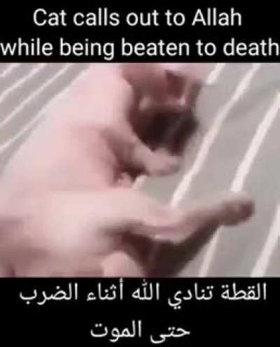 allAAH-
