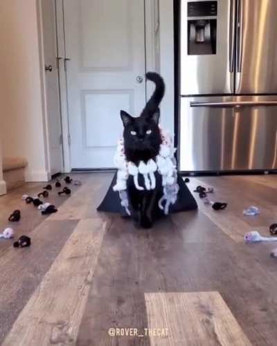 This is why you don't give me videos of cats literally on a catwalk and the mp3 of When the Moon's Reaching Stars.