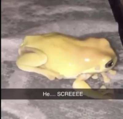 Frog