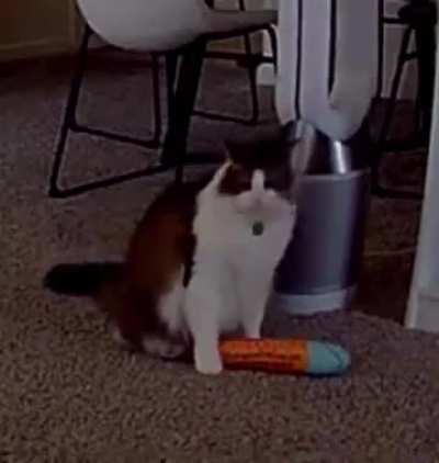 Picked up by the motion detector camera