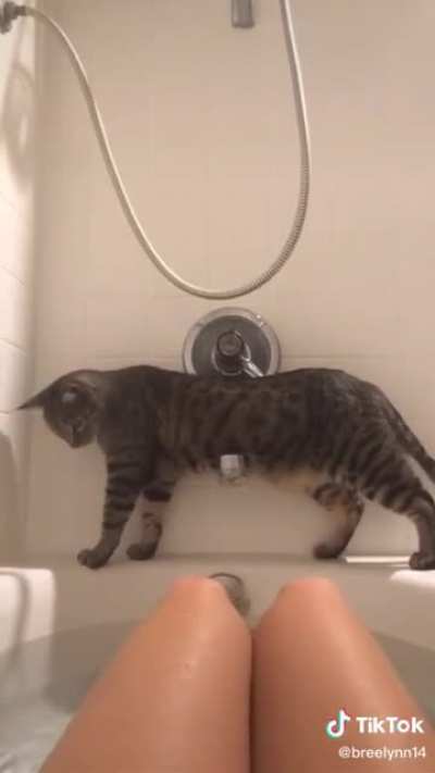 Cat-like reflexes