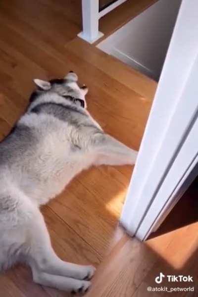 Huskies are weird dogs