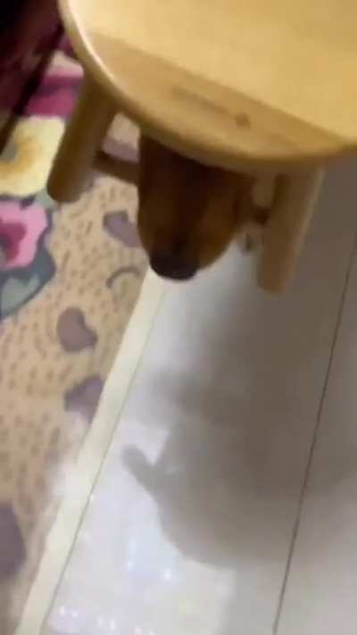 It's a stick ... and a hat