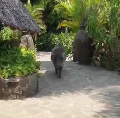 Pet a warthog goes awry