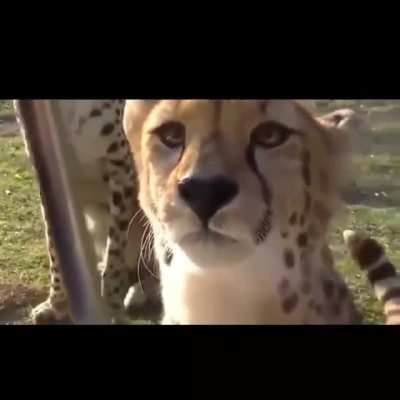 This is important. Cheetahs don’t roar, they meow like housecats.