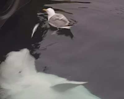 Beluga messing with a seagull
