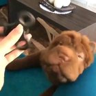 Poor dog