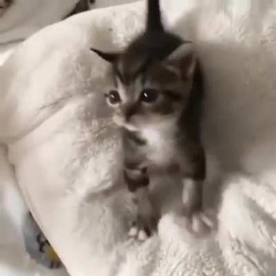 This illegaly cute squeaky murder floof
