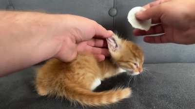 Kind Man Takes In 2 Kittens
