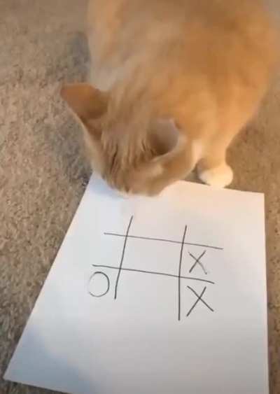 Smart cat
