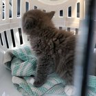Just brought this little guy home!