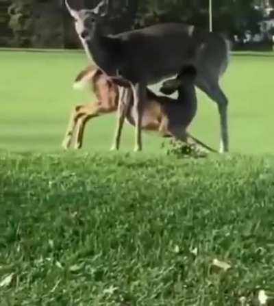 They’re evolving